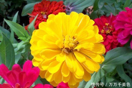 家有小院就此几款花,花姿妖娆,花开香飘溢满屋