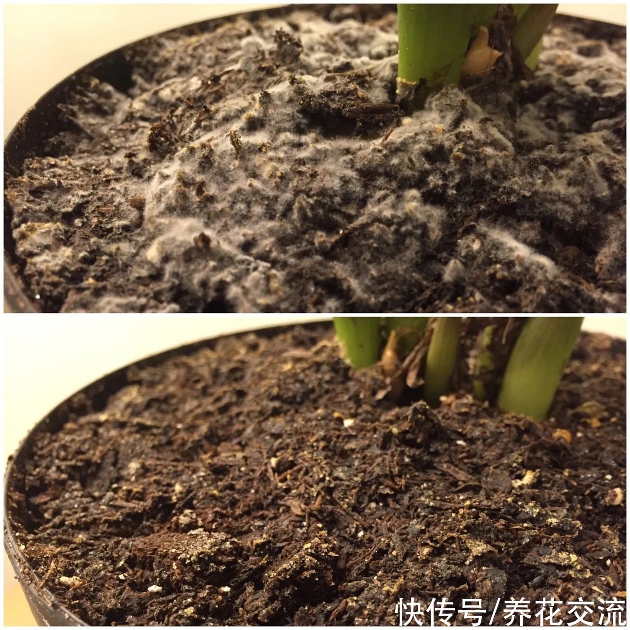 土面|家里的盆栽植物土面长满白色毛毛，这些霉菌对人和植物有害吗？