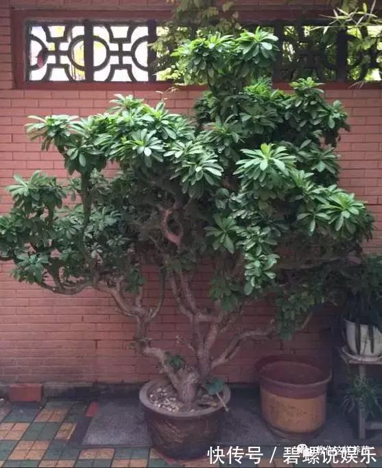 花花|20年的兰花，100年的仙人掌长什么样开眼了！