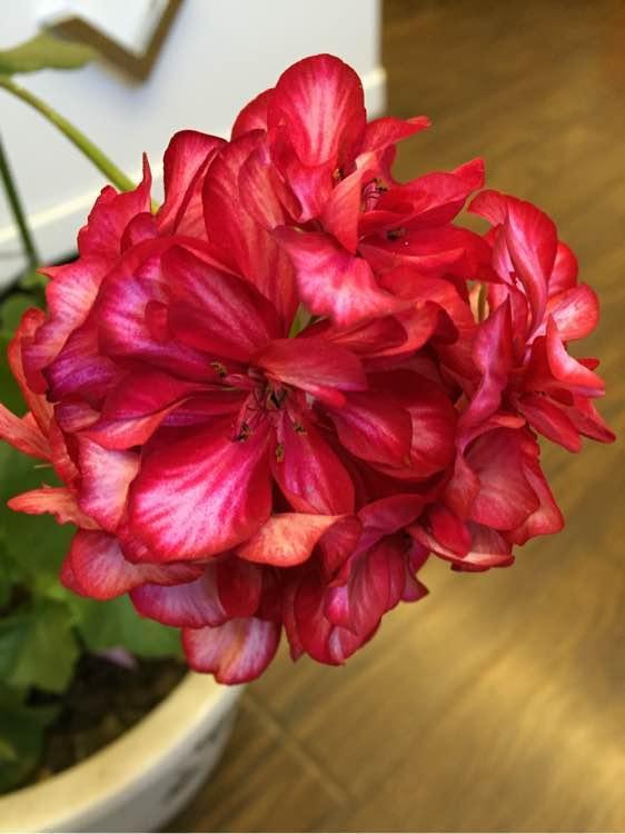 养盆天竺葵,从小到大都“爱肥”,爆发力足!一爆满盆大花球