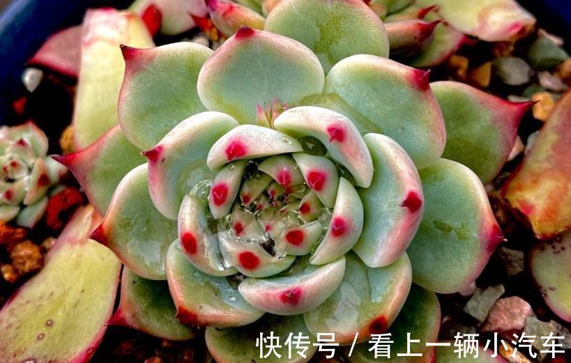 分享一些品种的养护技巧,赶紧收藏,刷过了就找不到啦