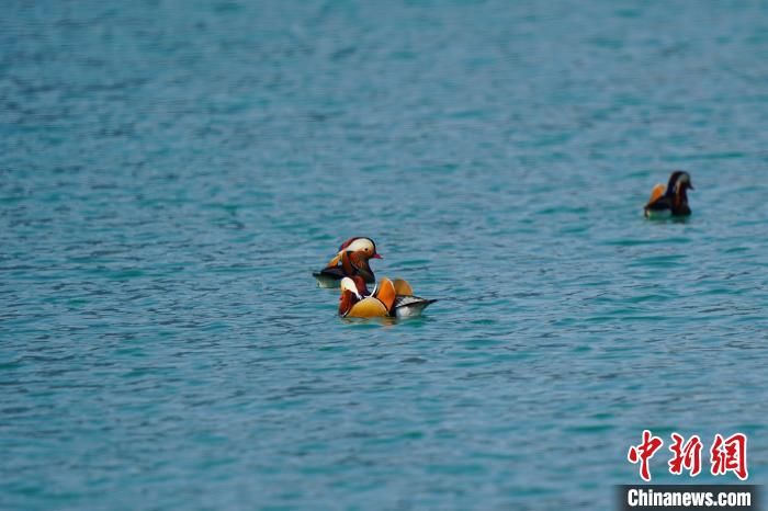 湖北宣恩成群鸳鸯戏水贡水河国家湿地公园