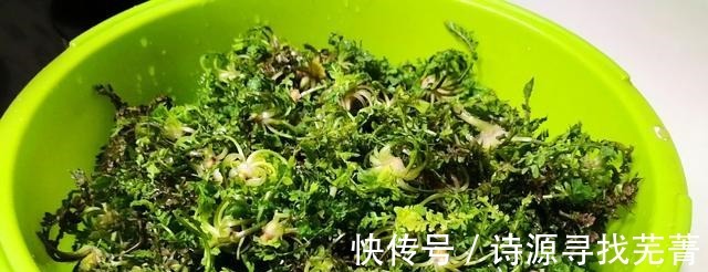 药用价值|农村一种野草叫“咬人草”地里随处可见,如今却是“百草之王”!