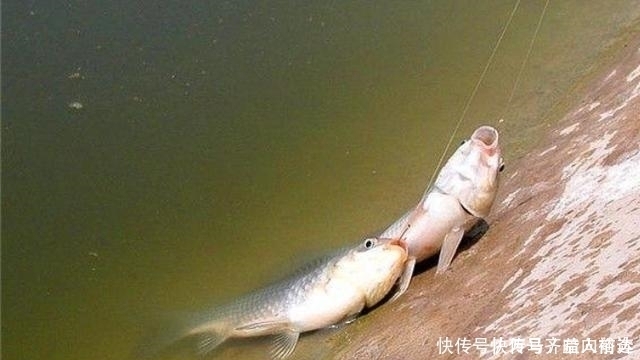 六月了,板鲫“狡猾”又难钓,多亏二十年老司机指点才钓过了瘾