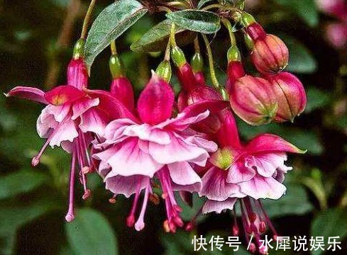 妩媚|4种妩媚的花,花开繁盛花香怡人,开花勤还爱爆盆,天天都赏花