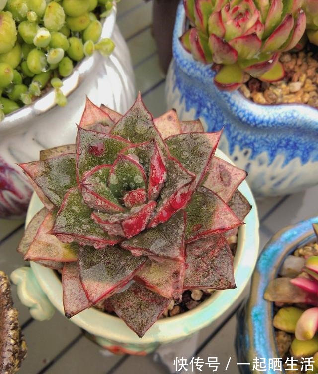 入秋后多肉如何变美，看看对比照来学习养护经验！