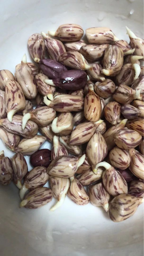 养花技巧1粒花生丢水里,比绿萝好看100倍,沤肥又能做菜