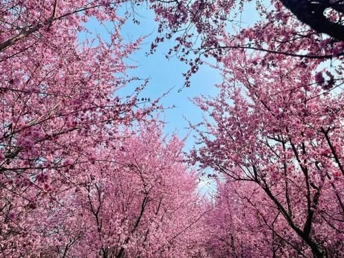 春暖花开日，这些“宝藏”赏花地，值得你打卡