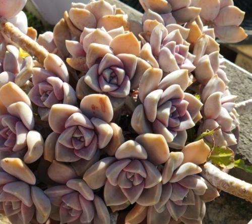 冬天养多肉,掌握3个小技巧,叶片肥厚有光泽,养成群生小老桩!