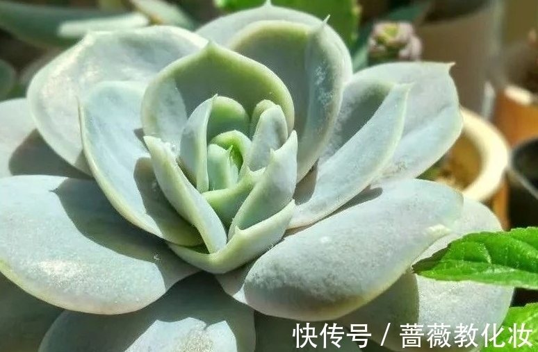 光照时长不足怎么养多肉,把握这些,也能养出好状态