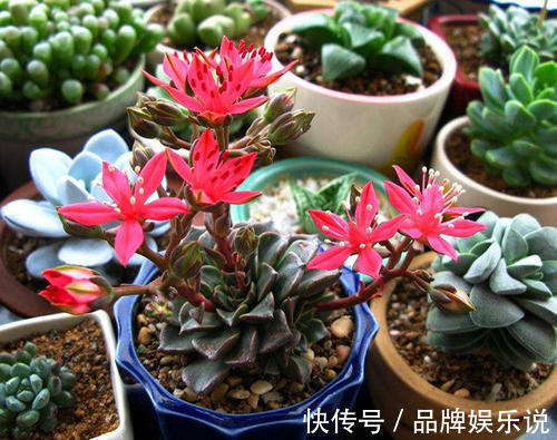 少有人养的冷门多肉,没想到还是个“花仙子”,开花如此惊艳!