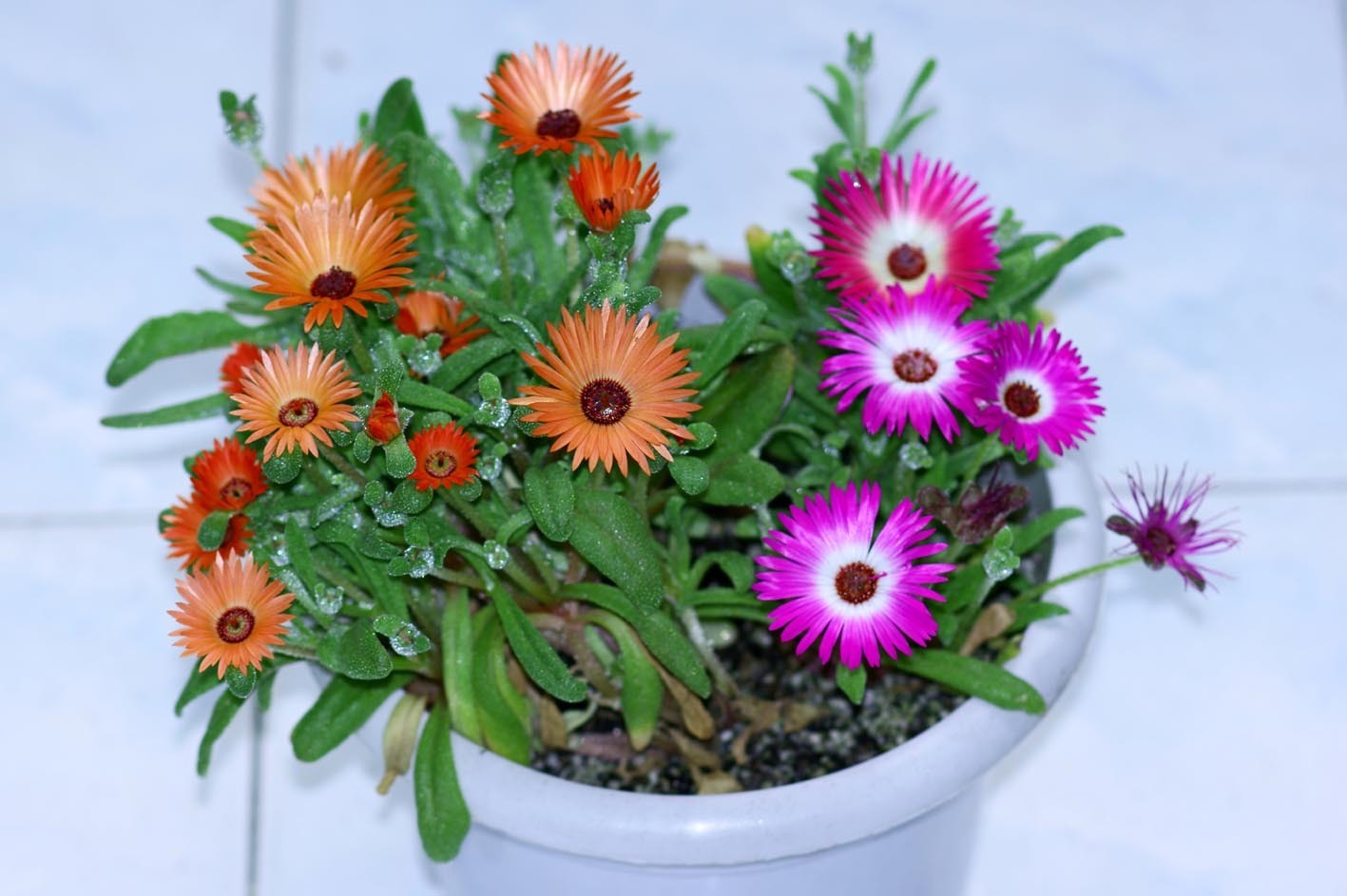 此观花型多肉植物，花色绚丽，一年多季开花，栽培容易，值得拥有