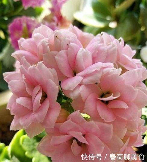 花期长好养护的长寿花,居然有这么多品种,真的美极了!