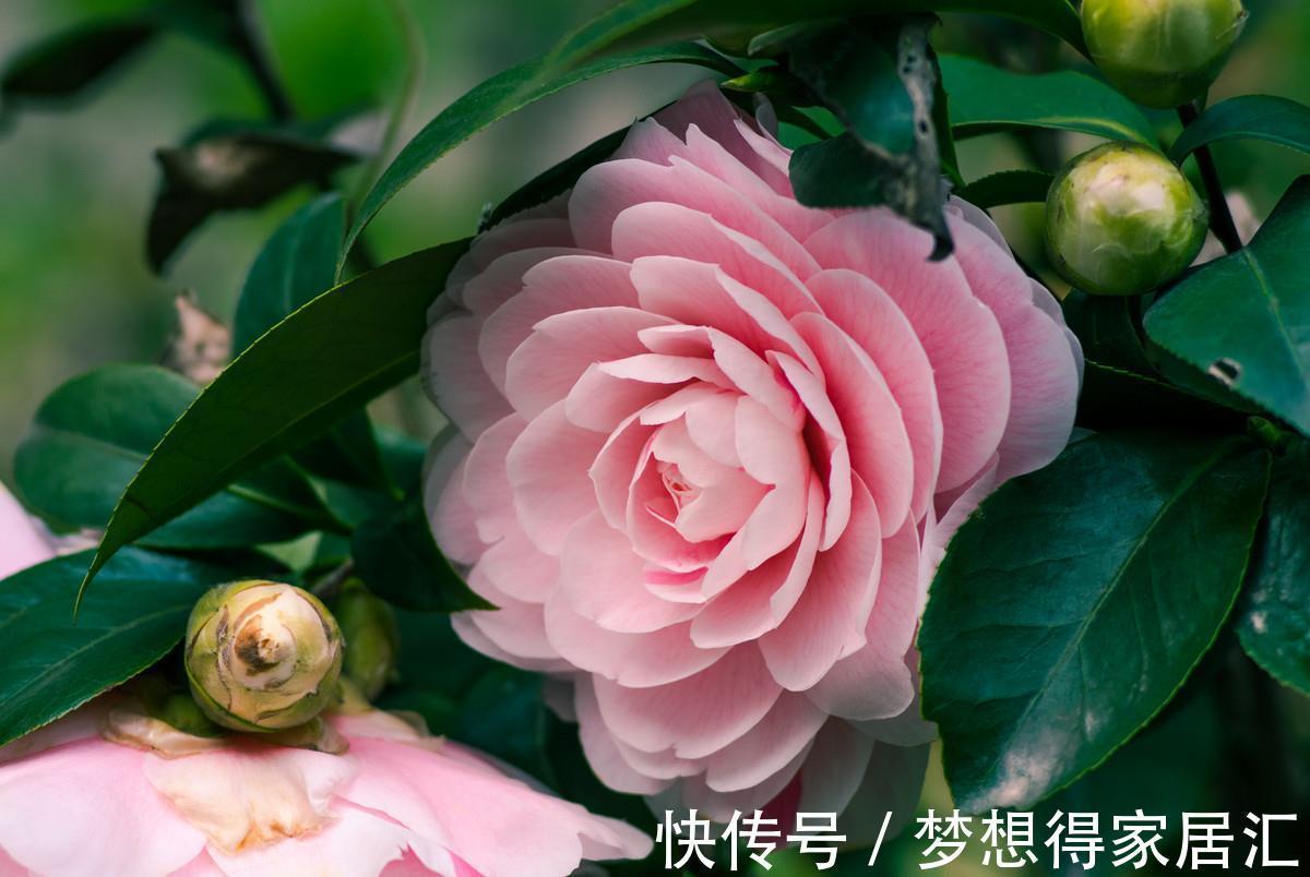 病虫害|茶花夏季经常枯萎死亡，可能是它导致的，及时发现及时治疗