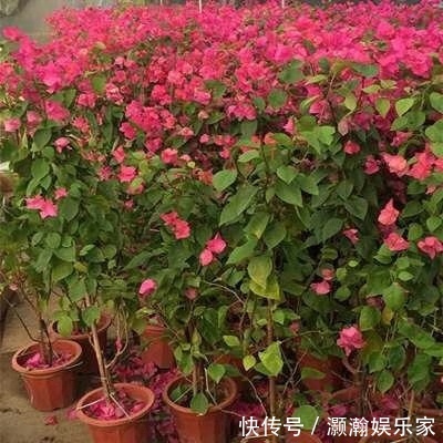 三角梅|三角梅“新品种”，沾土就活、浇水疯长，一年开花200天
