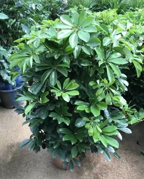 6种观叶植物,客厅养一盆,绿意盎然,充满生机,不开花也好看!