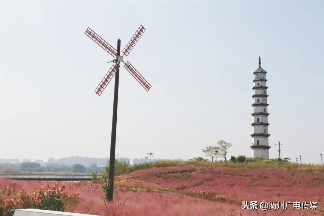 乱子草|季节限定！“粉色大海”粉黛乱子草上线！