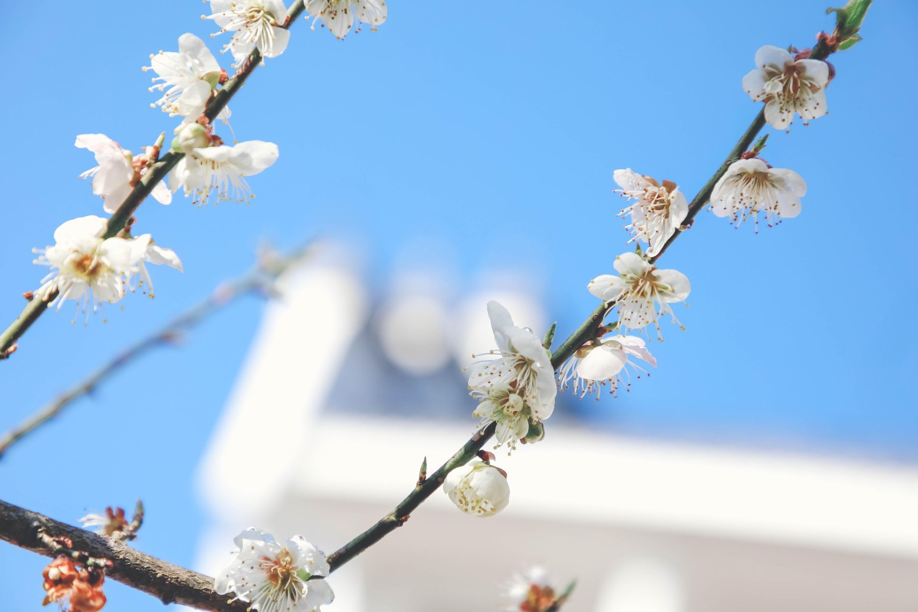 百花|每日一景｜婺源梦里老家，惊鸿一现百花开