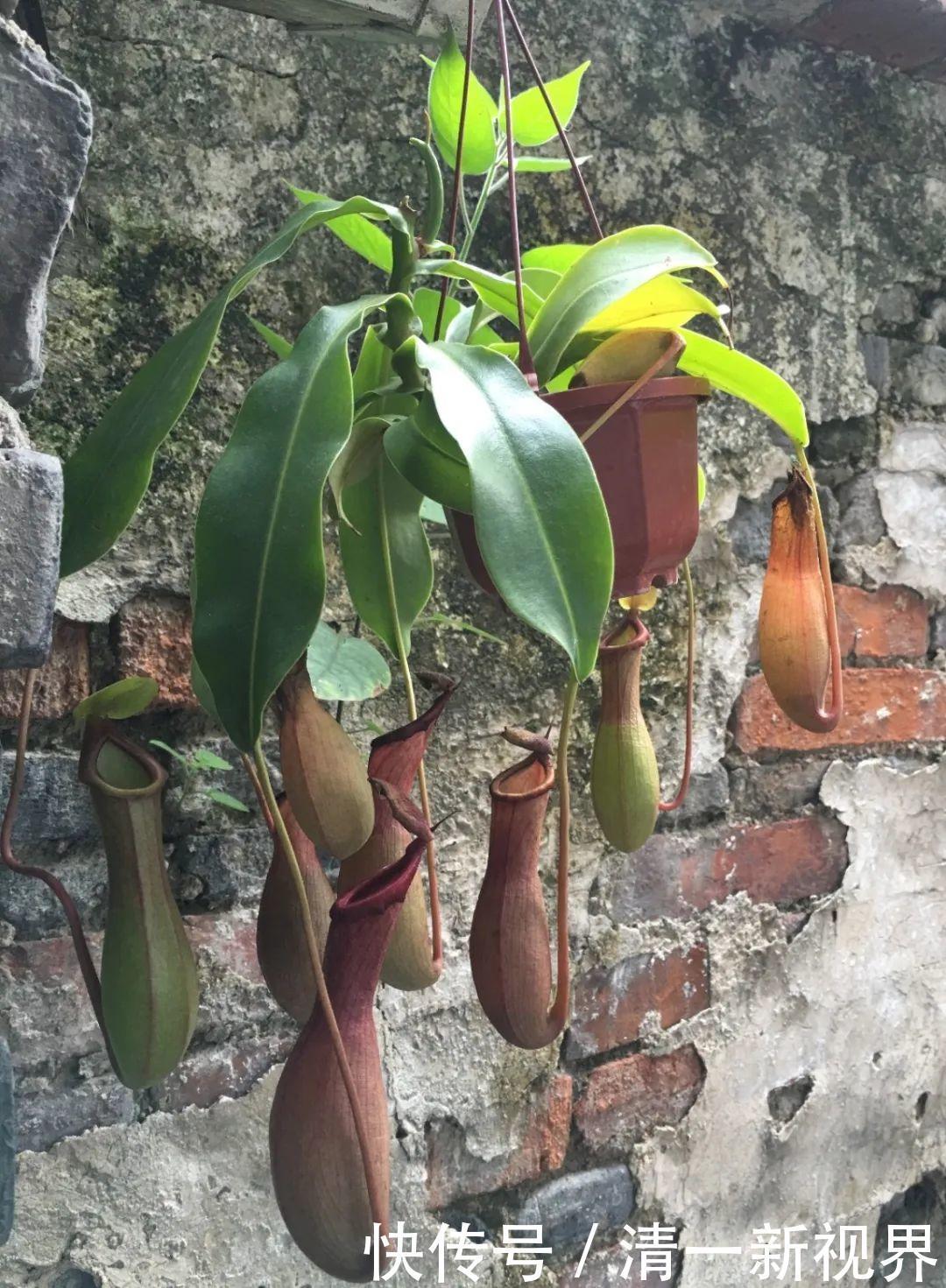 7种花插土里，立马长满院子，蚊虫不敢靠近！