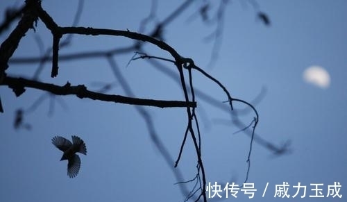 贺铸|“草根语深夜，灯下感流年”——历代秋虫啾鸣下的古诗赏读