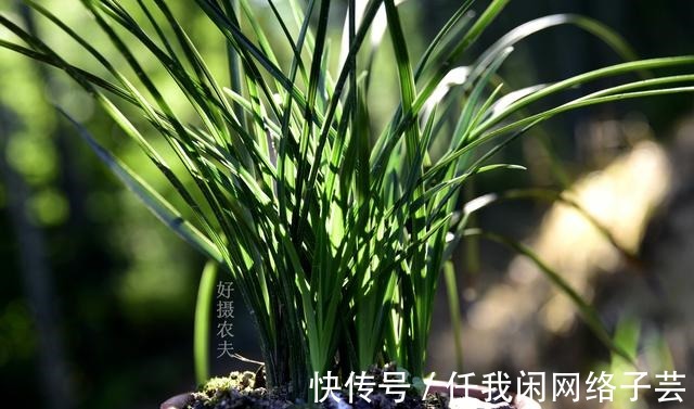 松针土的秘密,不在松针,也不在土,很多人种植兰花都用错了