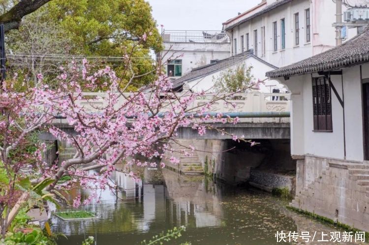 南汇桃花村/新场古镇/浦东红窑……这场浦东的花之约，你来了吗？