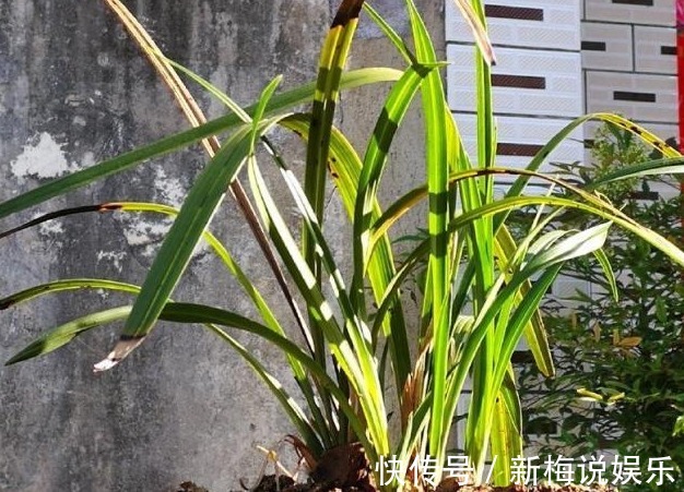 种苗|新手引种苗好养吗兰友都说很难种活，买引种苗要注意几点才行