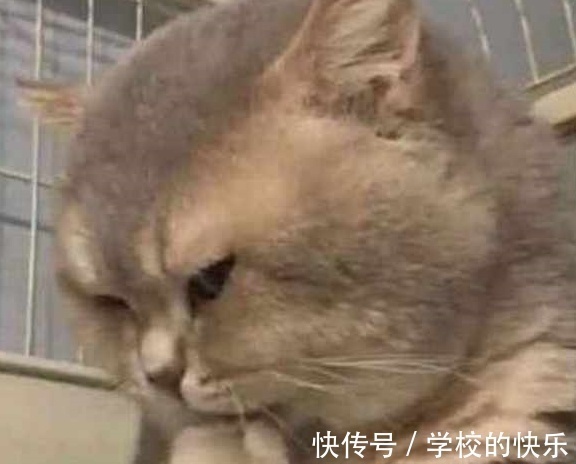 |大肥猫为了不剪指甲太搞笑，努力把自己缩成一只兔子，求主人放过