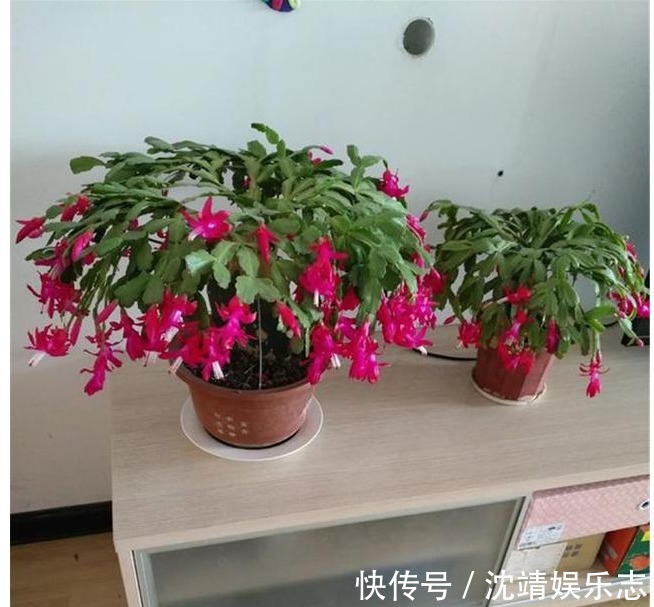 蟹爪兰|蟹爪兰修剪有“3期”,把好关,花苞多,开花非常旺盛