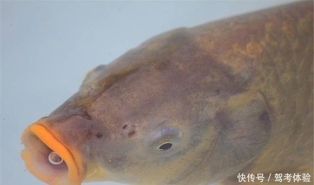 钓鲫鱼窝内出现大片鱼泡,为何没鱼吃钩因为它想吃吃不到!