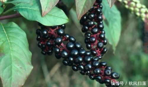 健康|农村常见的“土人参”,能清热解火,解毒散瘀,降血压,你认识吗