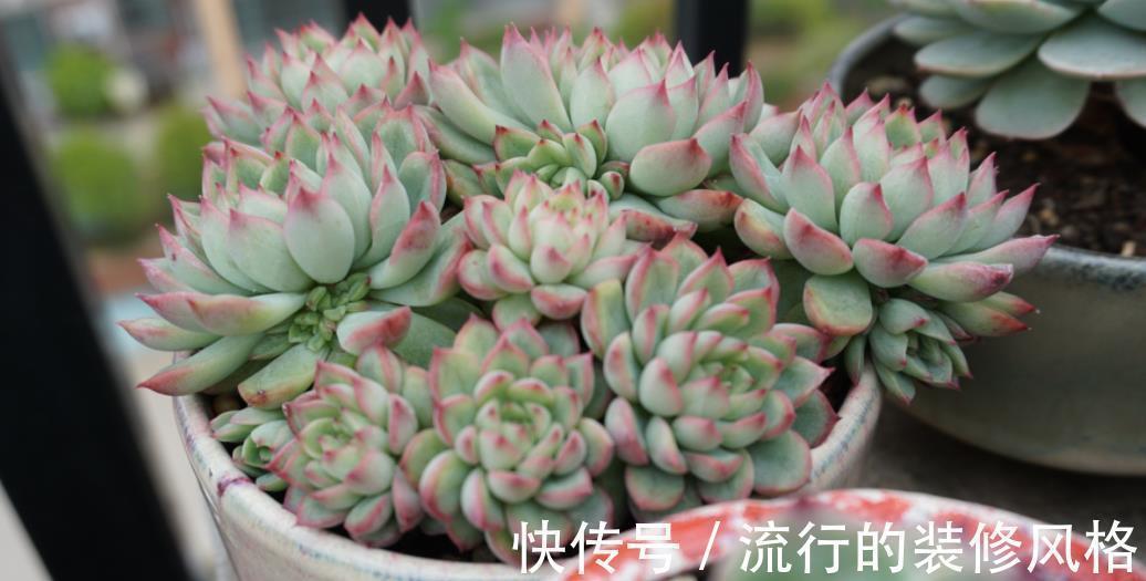 养多肉植物吉娃娃,抓住这3点,盆栽显贵气,特美!