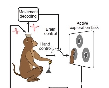 link 比马斯克靠谱!中国前首富投资10亿,脑机研究成果公布