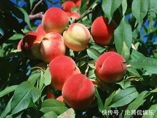 维生素b|三伏天对身体最好的水果，补血养气，养阴生津，润肠通便！