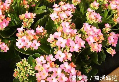 家里买菜的塑料袋别再丢了，用来养长寿花，憋出层叠群花！