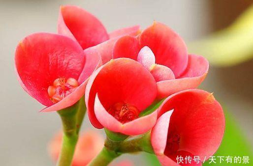 4种花养了就爆盆,好养易活开花漂亮,一养就上瘾