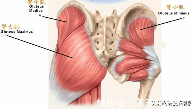 右腿|没有蜜桃臀，怎敢称女神？10个瑜伽体式教你打造完美臀部