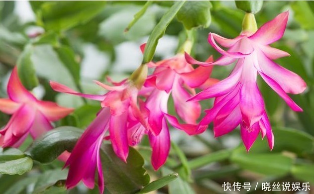 年头|家里养上“3种花”，从年头“香”到年尾，阳台变花海，太美了