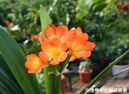 肥料|家养君子兰总是难开花用这三种东西堪比肥料，既省钱又实用