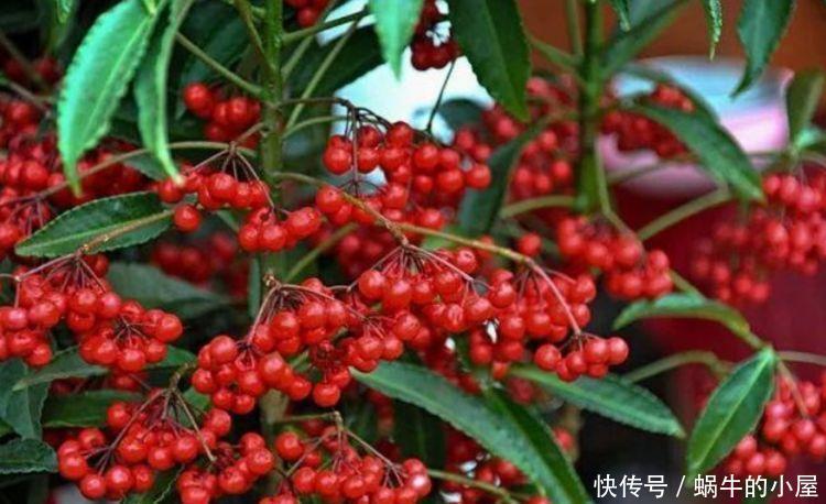 4种花养家里,美成了花园,名字好听,开更美,开花漂亮上档次!