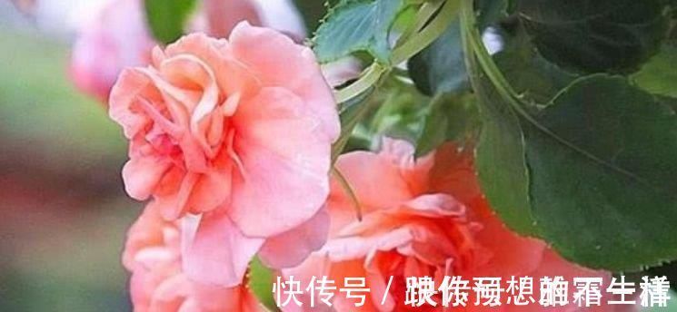 金桂|家里就养4种花，妖艳妖娆，层层交叠，烂漫迷人眼