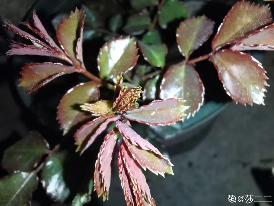 营养液|马上进入花期的花,10天一次肥,下个月就开花