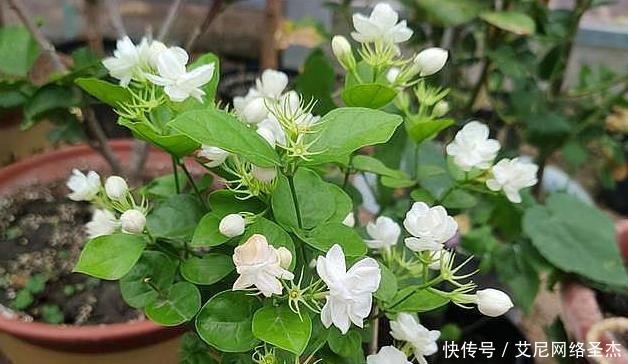 茉莉花僵苗怎么办？2个“动作”改过来，新芽又窜满，开花开不停