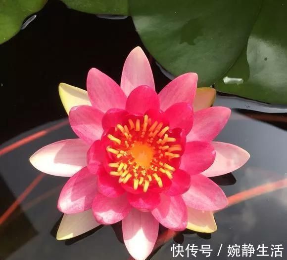 花盆|花盆不用买,变废为宝做一个,比买的还好看,分分钟惊艳朋友圈
