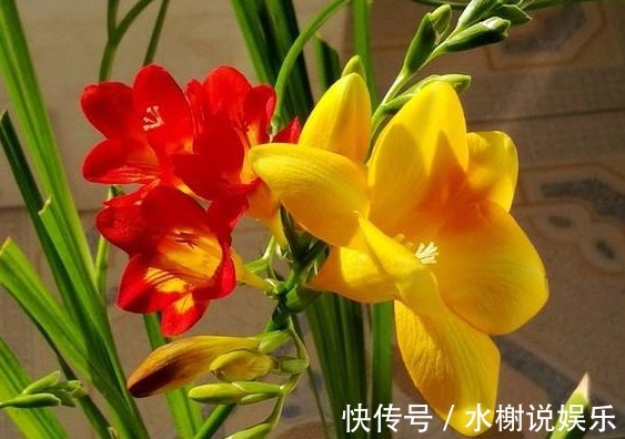 兰花|3种兰花,人称“天然香水”,比茉莉更香,比绿萝好养,飘香十里