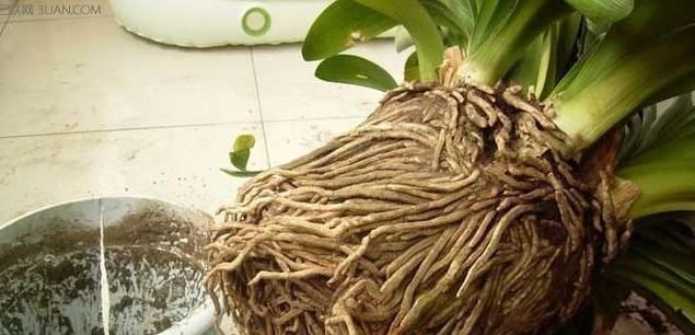 君子兰爱“吃醋”更爱“喝酒”,一次能喝半斤白酒,喝完就疯长