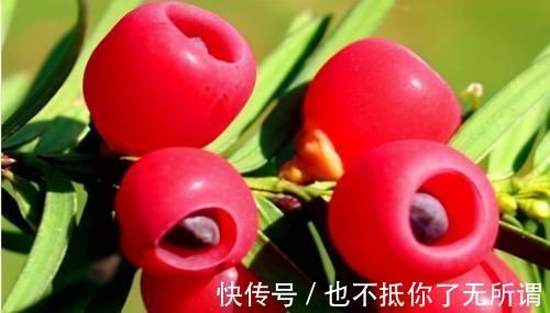 强身健体|女性爱美,推荐3种食物,女性常吃能呵护子宫,越吃越年轻