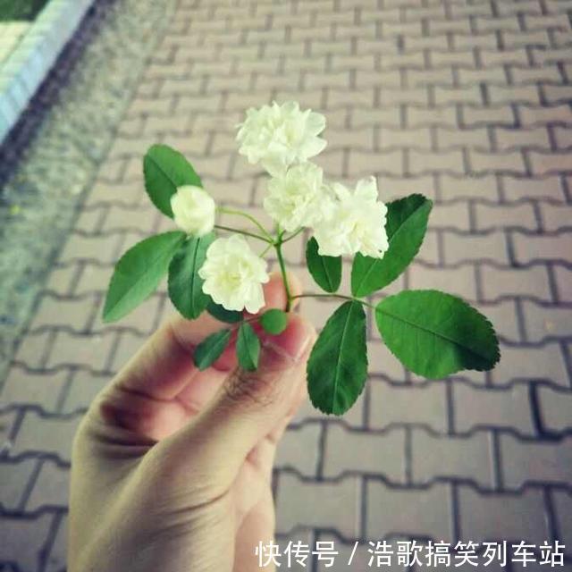 春夏季,蚊虫来袭,放上3种花,蚊虫见了都害怕,家庭必养!