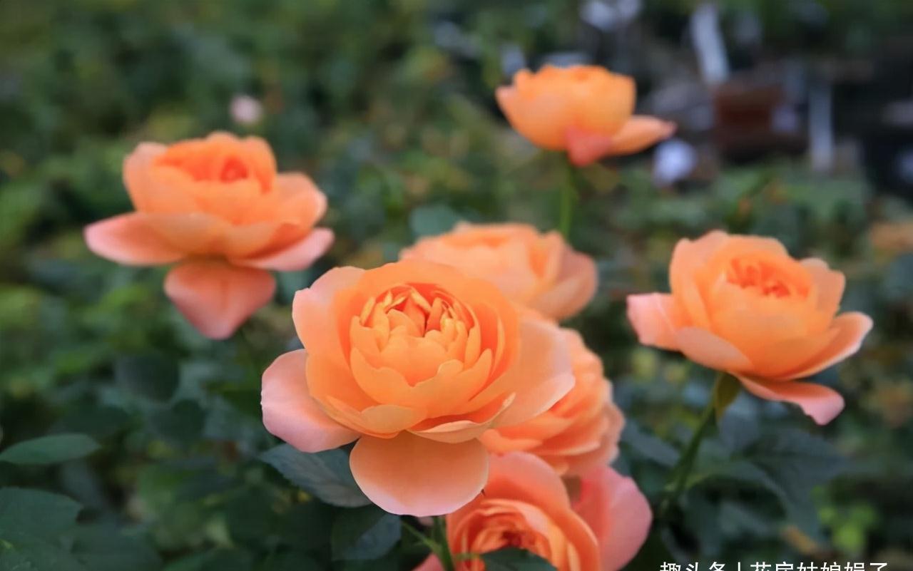 一个家里能栽得下去多少品种的月季？朋友家的小花园告诉你