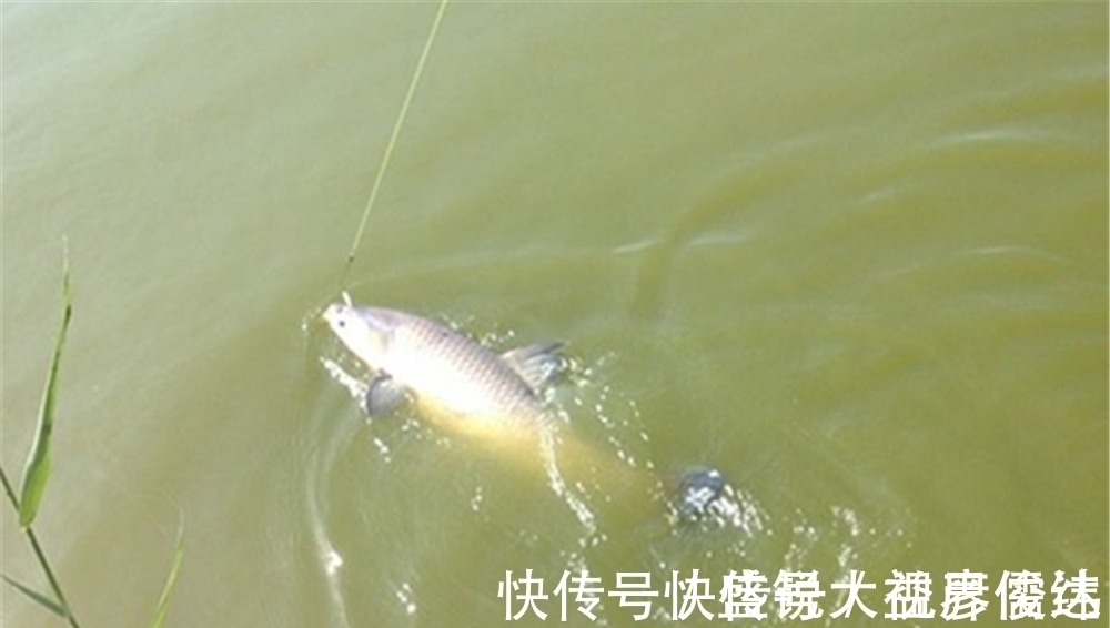 饵芯|小鱼群里钓大鱼,传统钓中招数有不少,不但有蘸米钓还有包食钓!